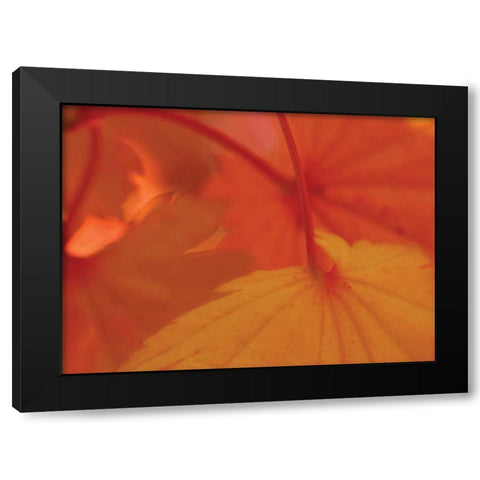 Leaf Romance III Black Modern Wood Framed Art Print with Double Matting by Geyman, Vitaly