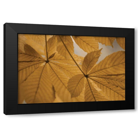 Chestnut Leaves Duet II Brown Black Modern Wood Framed Art Print with Double Matting by Geyman, Vitaly