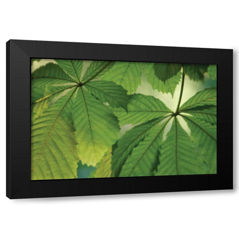 Chestnut Leaves Duet I Green Black Modern Wood Framed Art Print with Double Matting by Geyman, Vitaly