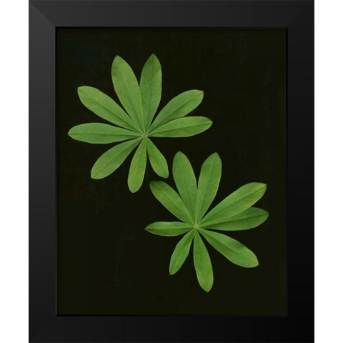 Green Leaves I Black Modern Wood Framed Art Print by Geyman, Vitaly