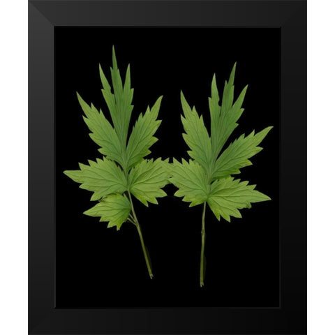 Green Leaves III Black Modern Wood Framed Art Print by Geyman, Vitaly