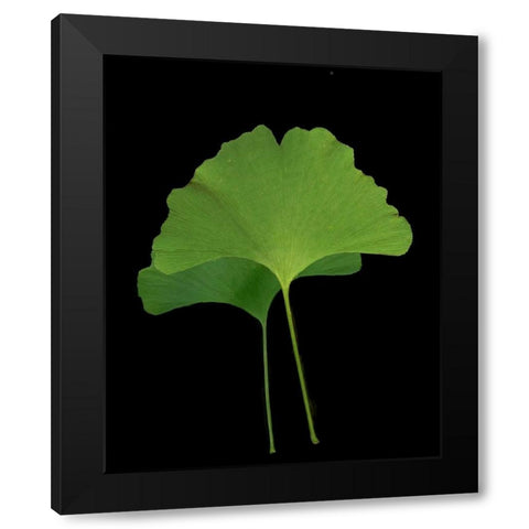 Green Leaves IV Black Modern Wood Framed Art Print with Double Matting by Geyman, Vitaly