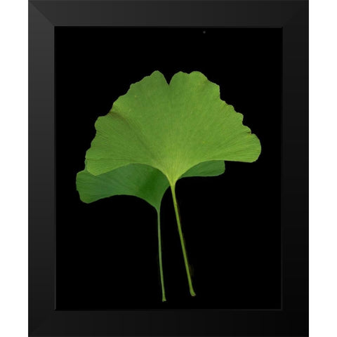 Green Leaves IV Black Modern Wood Framed Art Print by Geyman, Vitaly