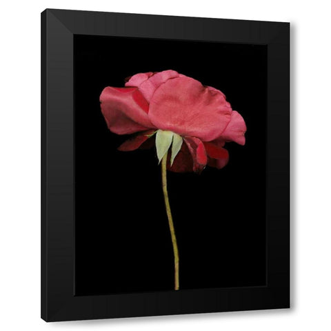 Red Rose I Black Modern Wood Framed Art Print by Geyman, Vitaly