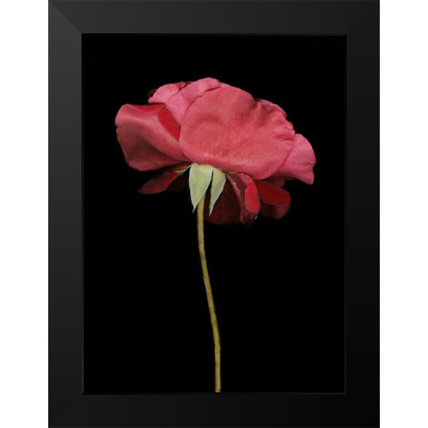 Red Rose I Black Modern Wood Framed Art Print by Geyman, Vitaly