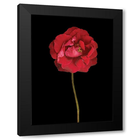 Red Rose II Black Modern Wood Framed Art Print by Geyman, Vitaly