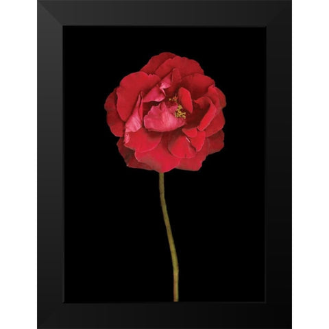 Red Rose II Black Modern Wood Framed Art Print by Geyman, Vitaly