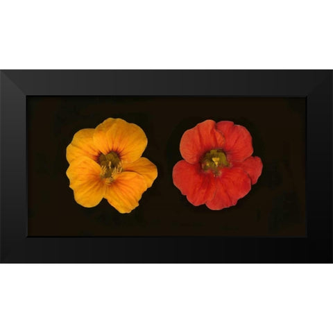 Nasturtiums Duet Black Modern Wood Framed Art Print by Geyman, Vitaly