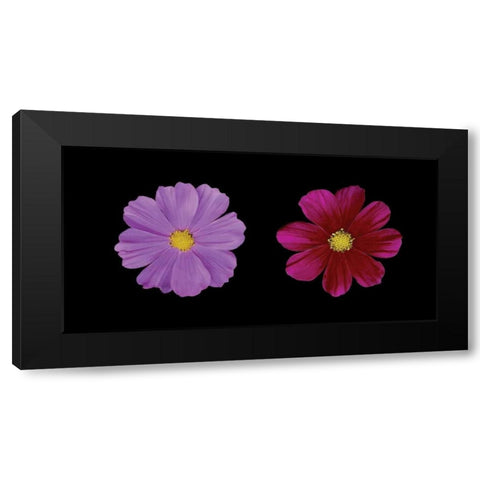 Cosmos Flower Duet Black Modern Wood Framed Art Print with Double Matting by Geyman, Vitaly