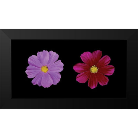 Cosmos Flower Duet Black Modern Wood Framed Art Print by Geyman, Vitaly