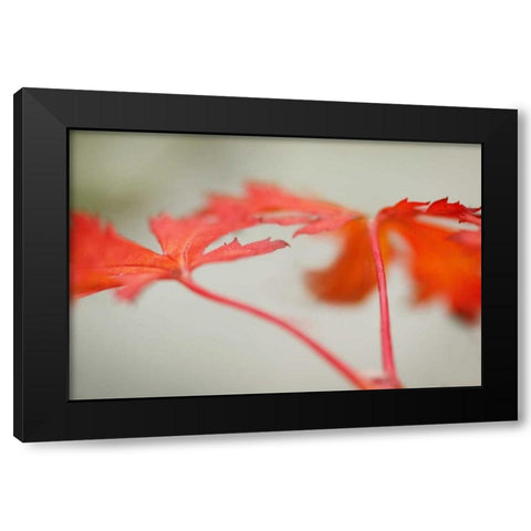 Maple In Style I Black Modern Wood Framed Art Print with Double Matting by Geyman, Vitaly