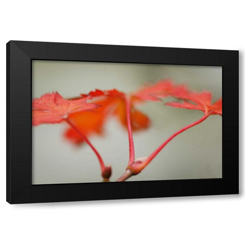 Maple In Style II Black Modern Wood Framed Art Print by Geyman, Vitaly