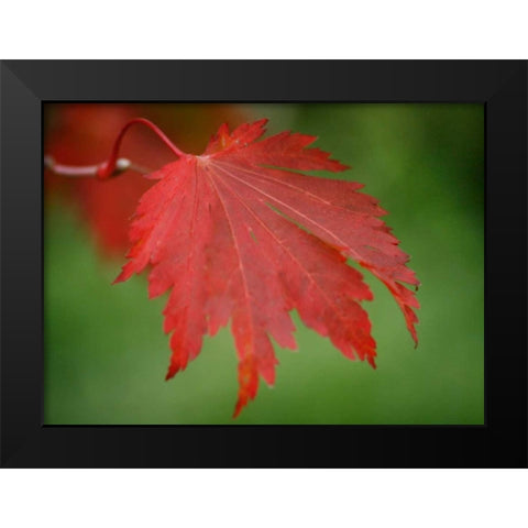Maple Leaf Portrait IV Black Modern Wood Framed Art Print by Geyman, Vitaly