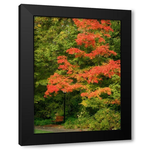 Fall Maple Fever VIII Black Modern Wood Framed Art Print by Geyman, Vitaly