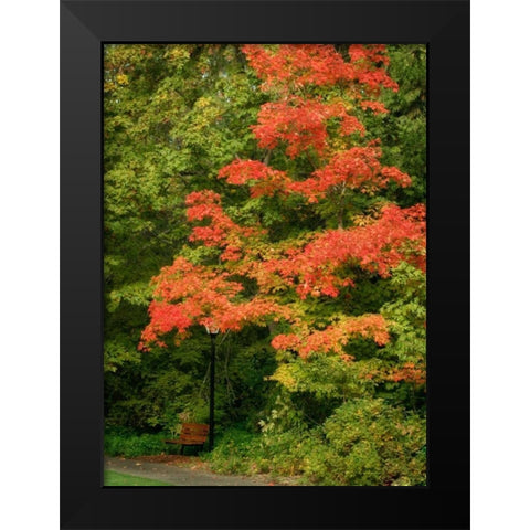 Fall Maple Fever VIII Black Modern Wood Framed Art Print by Geyman, Vitaly