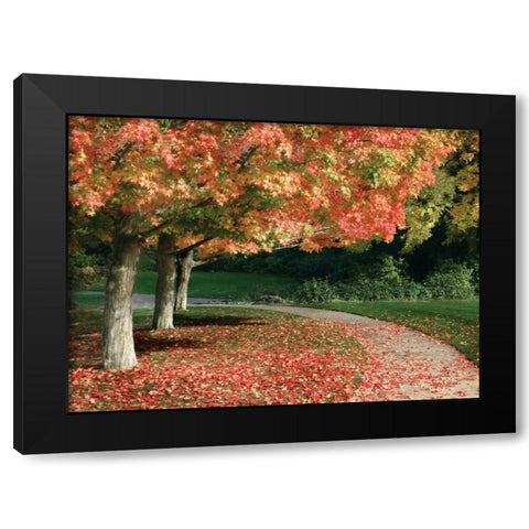 Fall Maple Fever IV Black Modern Wood Framed Art Print with Double Matting by Geyman, Vitaly