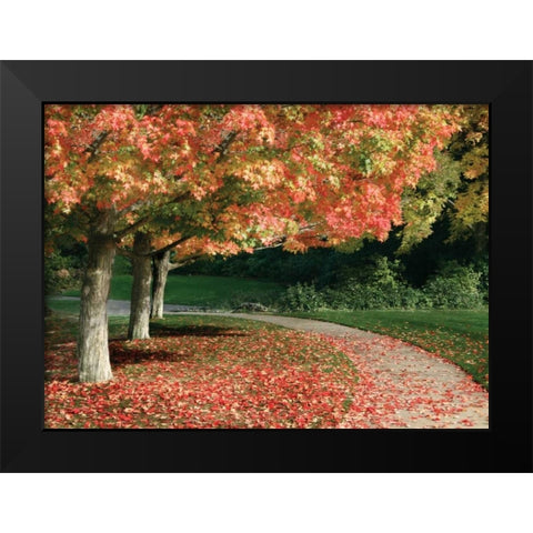 Fall Maple Fever IV Black Modern Wood Framed Art Print by Geyman, Vitaly