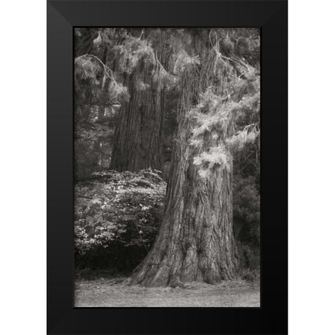 Ancient Forest I BandW Black Modern Wood Framed Art Print by Geyman, Vitaly