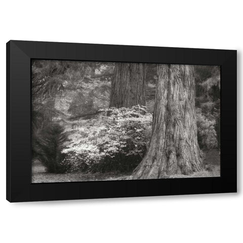 Ancient Forest III BandW Black Modern Wood Framed Art Print by Geyman, Vitaly