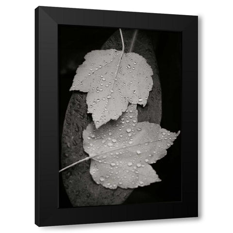 Water Leaf I BandW Black Modern Wood Framed Art Print with Double Matting by Geyman, Vitaly