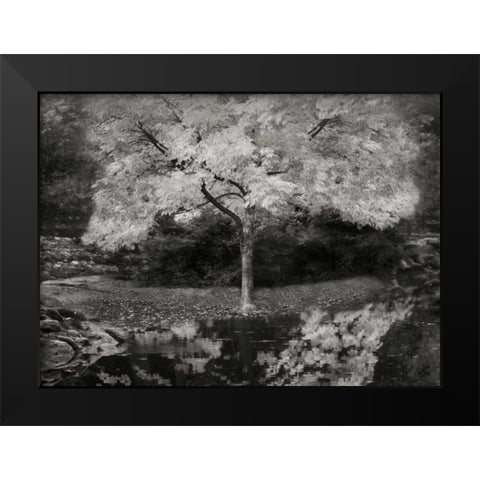 Autumn Reflections III BandW Black Modern Wood Framed Art Print by Geyman, Vitaly