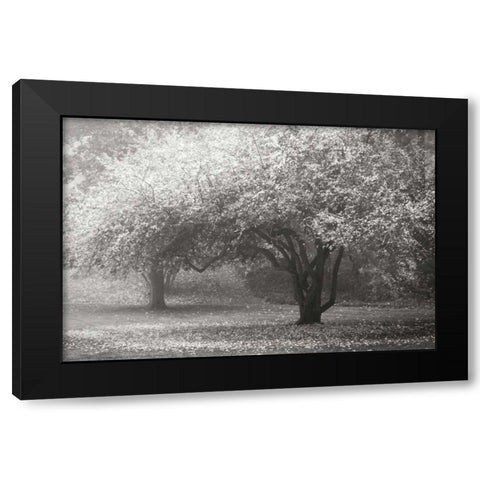 Autumn Japanese Maple BandW Black Modern Wood Framed Art Print by Geyman, Vitaly