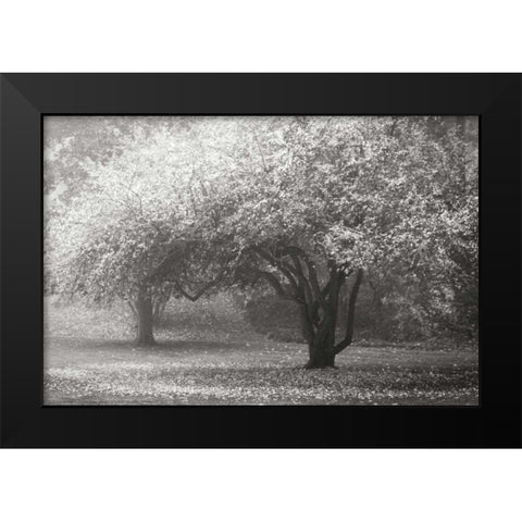 Autumn Japanese Maple BandW Black Modern Wood Framed Art Print by Geyman, Vitaly