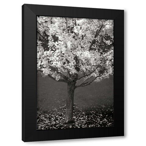 Maple Beauty II BandW Black Modern Wood Framed Art Print by Geyman, Vitaly