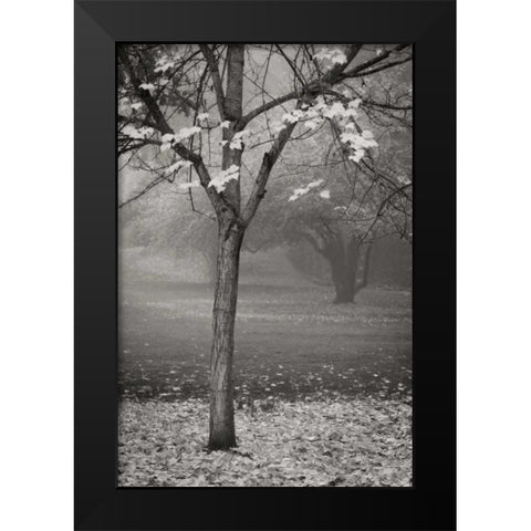 Maple Delicacy II BandW Black Modern Wood Framed Art Print by Geyman, Vitaly