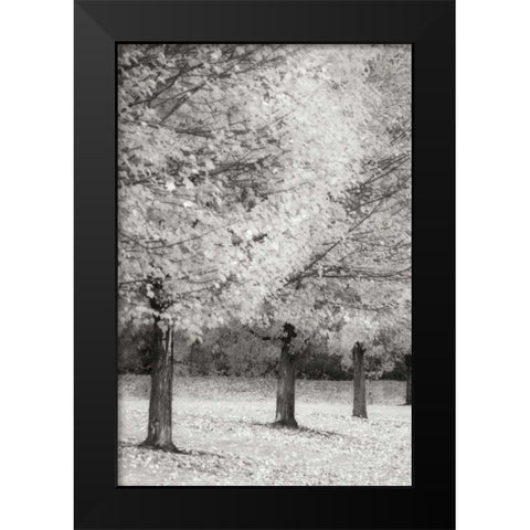 Splash of Color II BandW Black Modern Wood Framed Art Print by Geyman, Vitaly