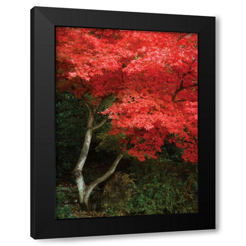 Maple Beauty I Black Modern Wood Framed Art Print with Double Matting by Geyman, Vitaly