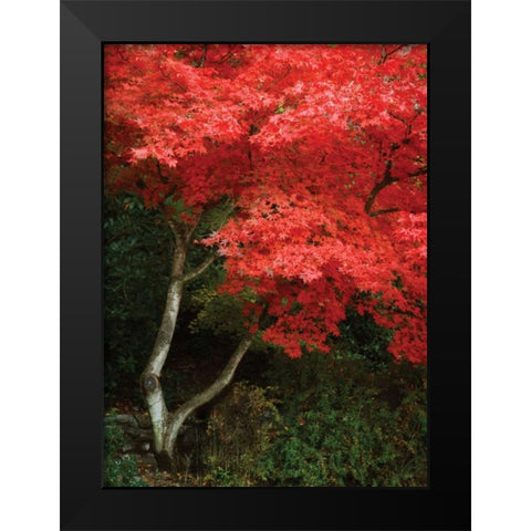 Maple Beauty I Black Modern Wood Framed Art Print by Geyman, Vitaly