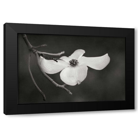 Dogwood Delicacy I BandW Black Modern Wood Framed Art Print by Geyman, Vitaly