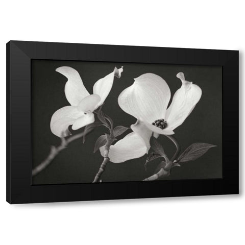Dogwood Delicacy II BandW Black Modern Wood Framed Art Print by Geyman, Vitaly