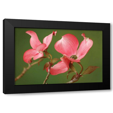 Dogwood Delicacy II Black Modern Wood Framed Art Print by Geyman, Vitaly