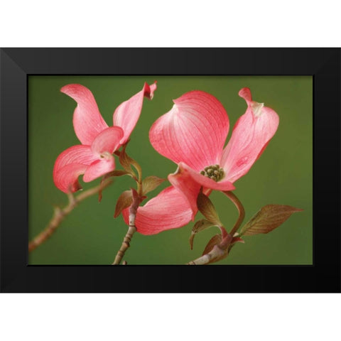 Dogwood Delicacy II Black Modern Wood Framed Art Print by Geyman, Vitaly