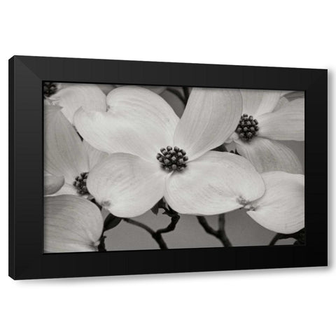 Dogwood Delicacy III BandW Black Modern Wood Framed Art Print with Double Matting by Geyman, Vitaly