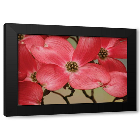 Dogwood Delicacy III Black Modern Wood Framed Art Print with Double Matting by Geyman, Vitaly