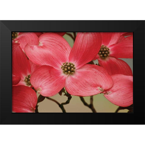 Dogwood Delicacy III Black Modern Wood Framed Art Print by Geyman, Vitaly