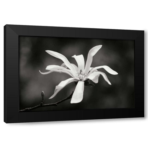 Magnolia Dreams I Black Modern Wood Framed Art Print by Geyman, Vitaly