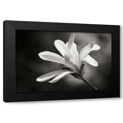 Magnolia Dreams II Black Modern Wood Framed Art Print by Geyman, Vitaly