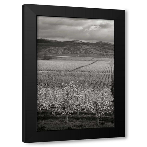 Pear Orchard I Black Modern Wood Framed Art Print with Double Matting by Geyman, Vitaly