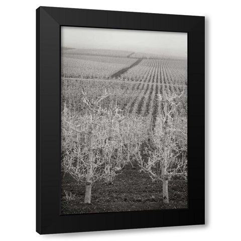 Pear Orchard II Black Modern Wood Framed Art Print by Geyman, Vitaly