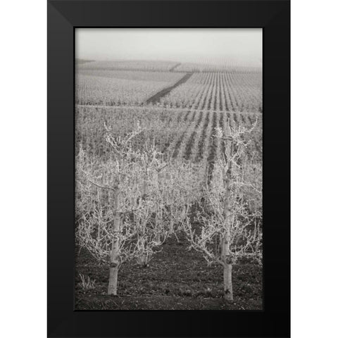Pear Orchard II Black Modern Wood Framed Art Print by Geyman, Vitaly