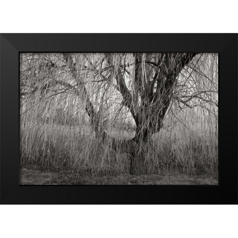 Winters Palace V BandW Black Modern Wood Framed Art Print by Geyman, Vitaly