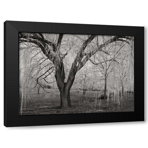 Winters Palace VI BandW Black Modern Wood Framed Art Print by Geyman, Vitaly