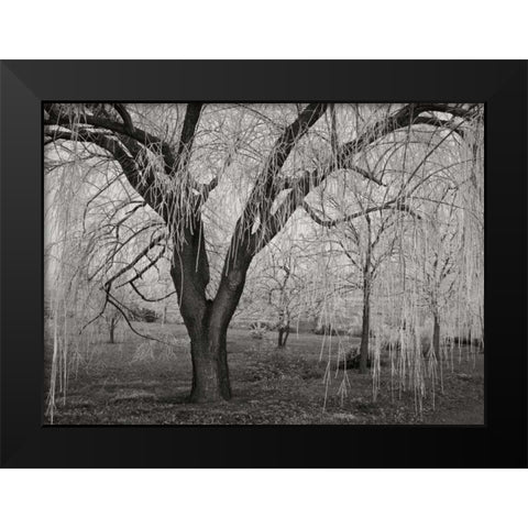 Winters Palace VI BandW Black Modern Wood Framed Art Print by Geyman, Vitaly