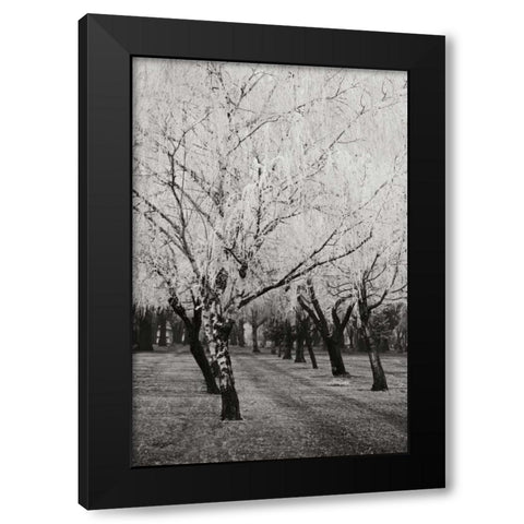 Winters Palace VIII BandW Black Modern Wood Framed Art Print with Double Matting by Geyman, Vitaly