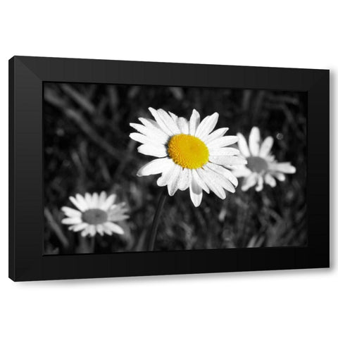 Morning Daisy II Black Modern Wood Framed Art Print with Double Matting by Geyman, Vitaly