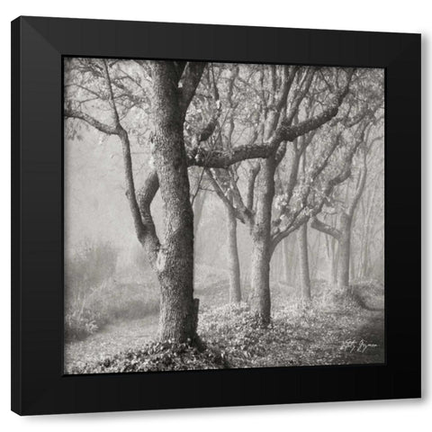 Tree in the Mist Sq Black Modern Wood Framed Art Print by Vitaly, Geyman
